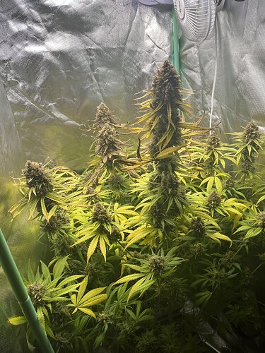 Growreport Bild 3