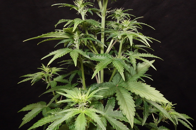 Growreport Bild 40
