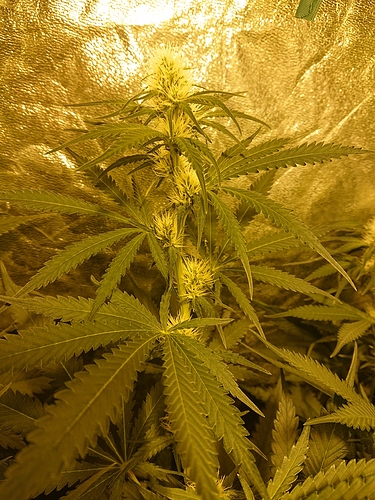 Growreport Bild 1