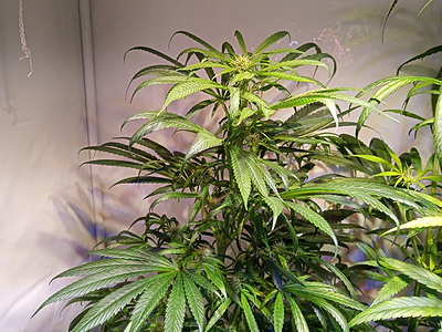 Growreport Bild 5