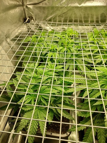 Growreport Bild 22