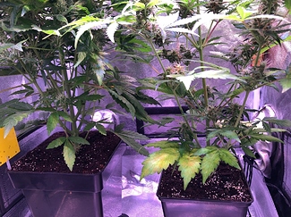 Growreport Bild 45
