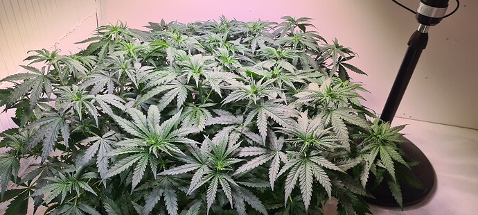 Growreport Bild 2