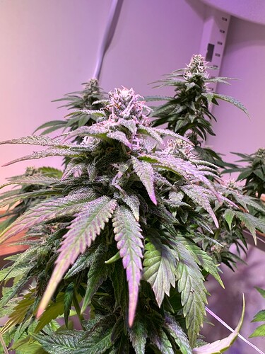 Growreport Bild 21