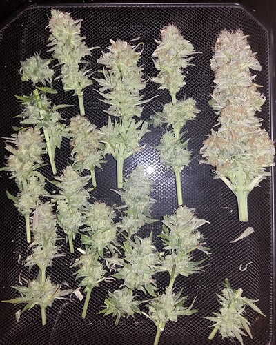 Growreport Bild 11