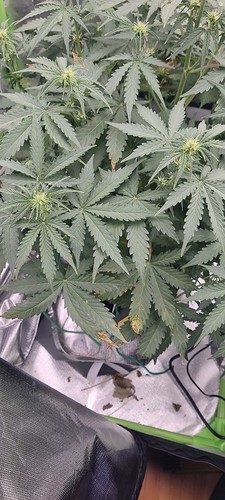 Growreport Bild 14