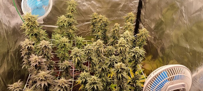 Growreport Bild 19