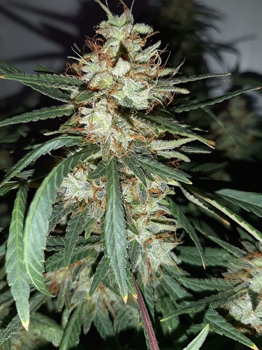 Growreport Bild 3