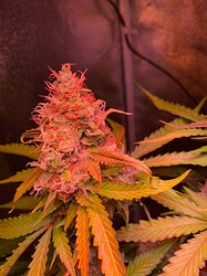 Growreport Bild 2