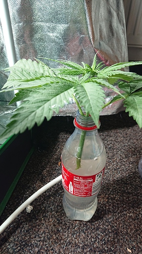 Growreport Bild 6