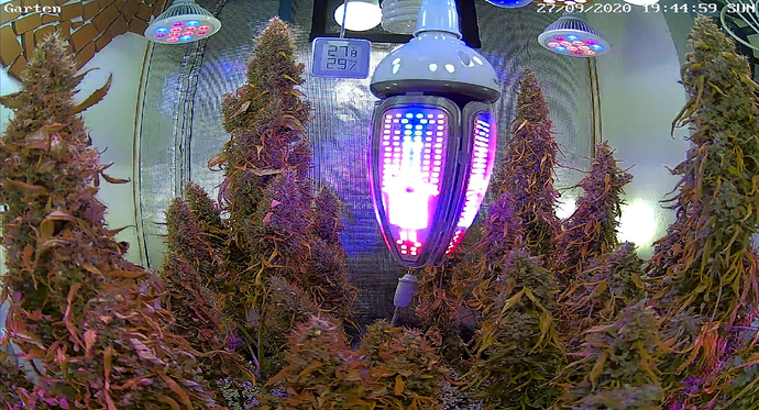 Growreport Bild 32