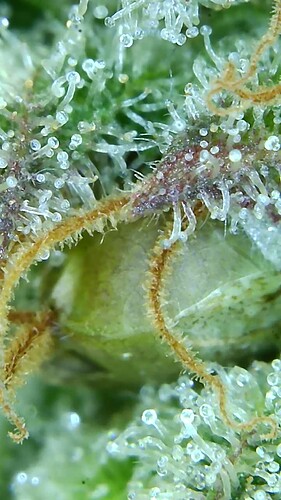 Growreport Bild 37