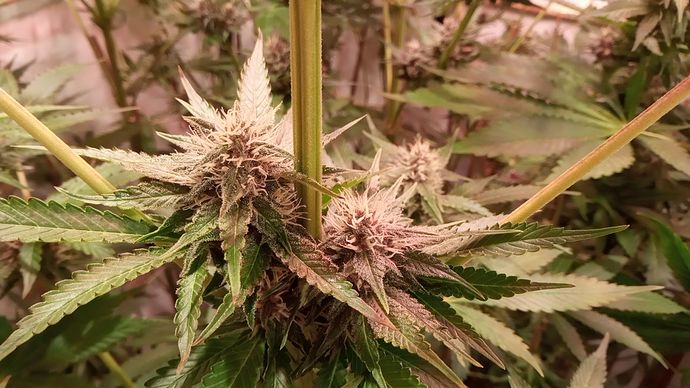 Growreport Bild 92