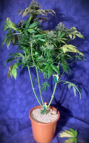 Growreport Bild 9