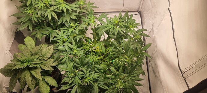 Growreport Bild 4