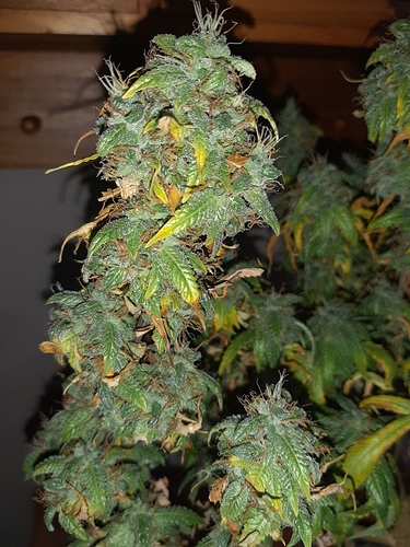 Growreport Bild 3