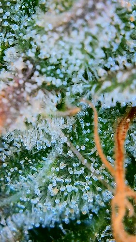 Growreport Bild 25