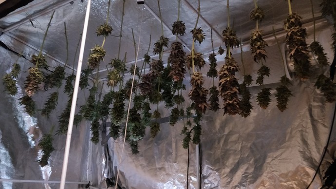 GibdasHanffrei auf dem Weg zum grünen Daumen/Erster Grow/4xMonster Skittelz 3xRuntz und 4x Auto