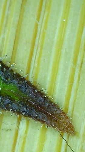 Growreport Bild 7
