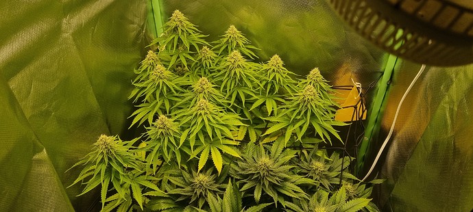 Growreport Bild 3
