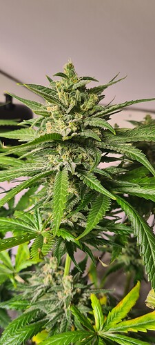 Growreport Bild 2
