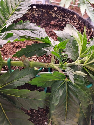 Growreport Bild 9
