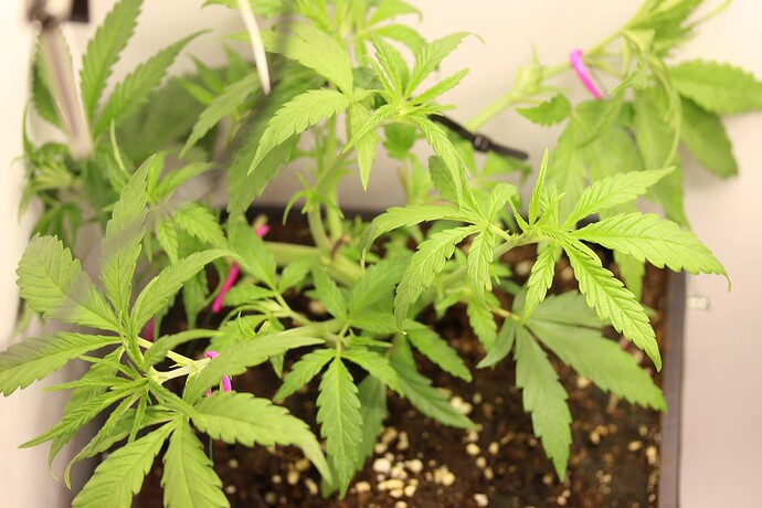 Growreport Bild 20