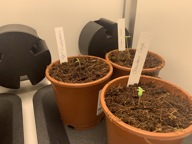 Growreport Bild 5