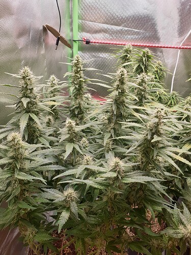 Growreport Bild 2