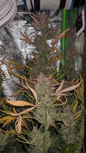 Growreport Bild 3