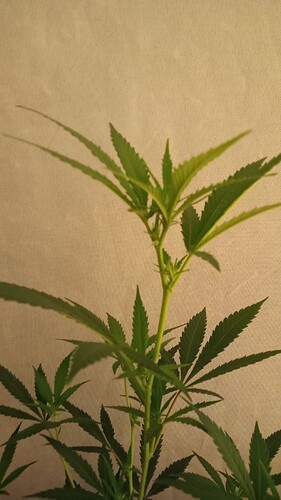 Growreport Bild 28