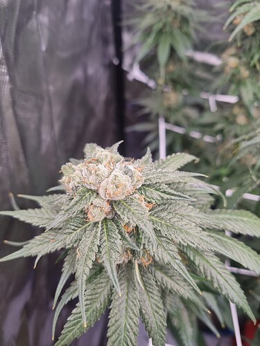 Growreport Bild 19