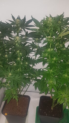 Growreport Bild 1
