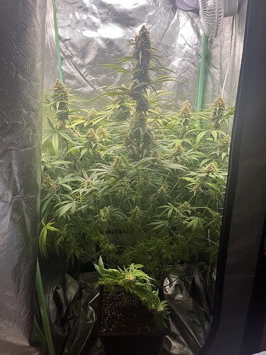 Growreport Bild 2