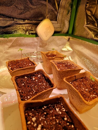 Growreport Bild 3