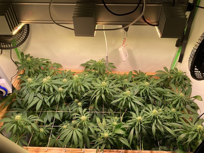 Growreport Bild 5