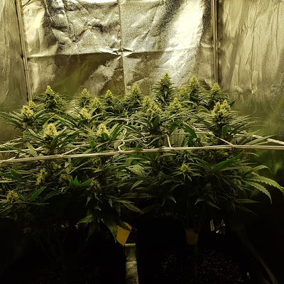 Growreport Bild 2