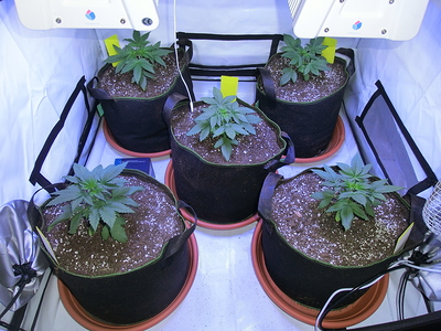 Fünf junge Cannabispflanzen in Stofftöpfen unter Grow-Lampen in einer Growbox.