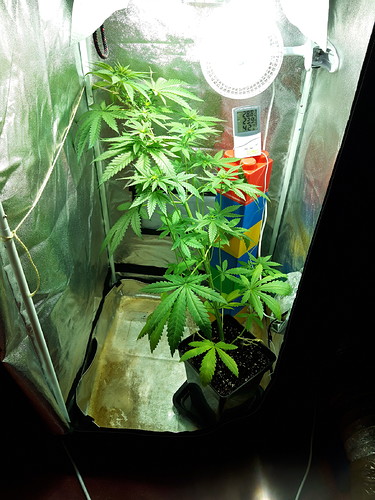 Growreport Bild 10
