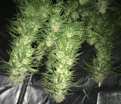 Growreport Bild 1