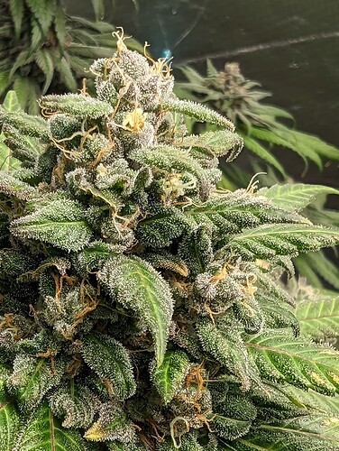 Growreport Bild 21