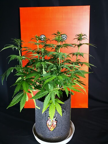 Growreport Bild 8