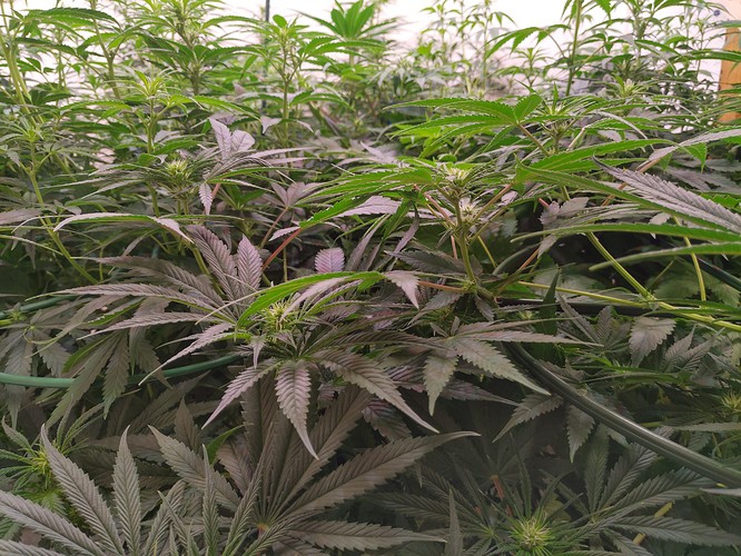 Growreport Bild 8