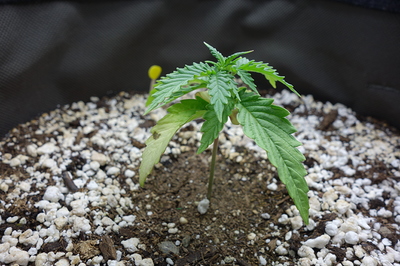 Ein junger Cannabis-Keimling mit zwei Sätzen Blätter und einem gelben Keimblatt, der in einem Topf mit Erde und Perlit wächst.