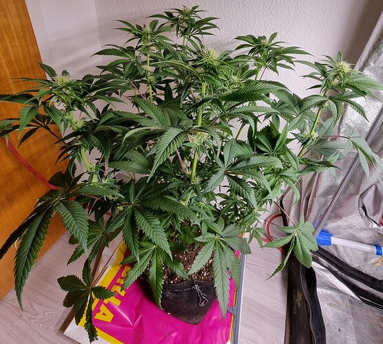 Growreport Bild 3