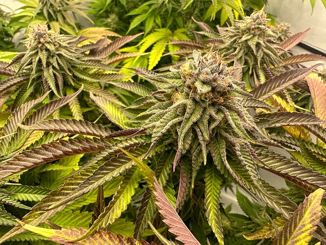 Growreport Bild 12