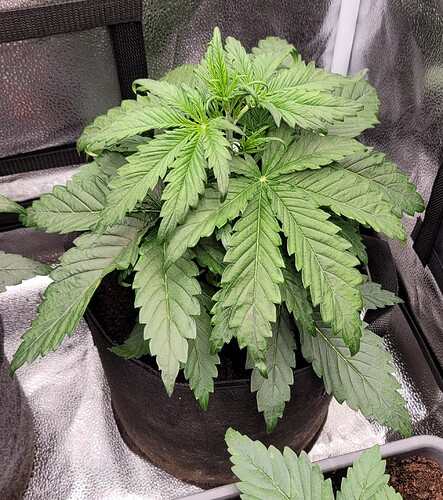 Growreport Bild 180