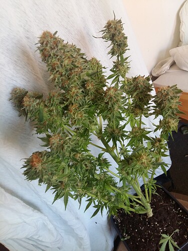 Growreport Bild 10