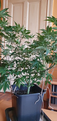 Growreport Bild 3