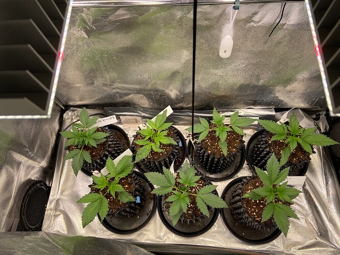 Growreport Bild 9